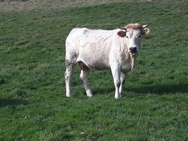 vaca-blanca-2-f9a4a8d0-1024×768-1