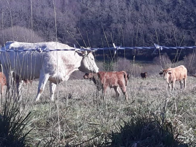 vaca-blanca-c38d54dc-1536×1152-1